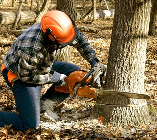 Tree Removal in New Bavaria, OH